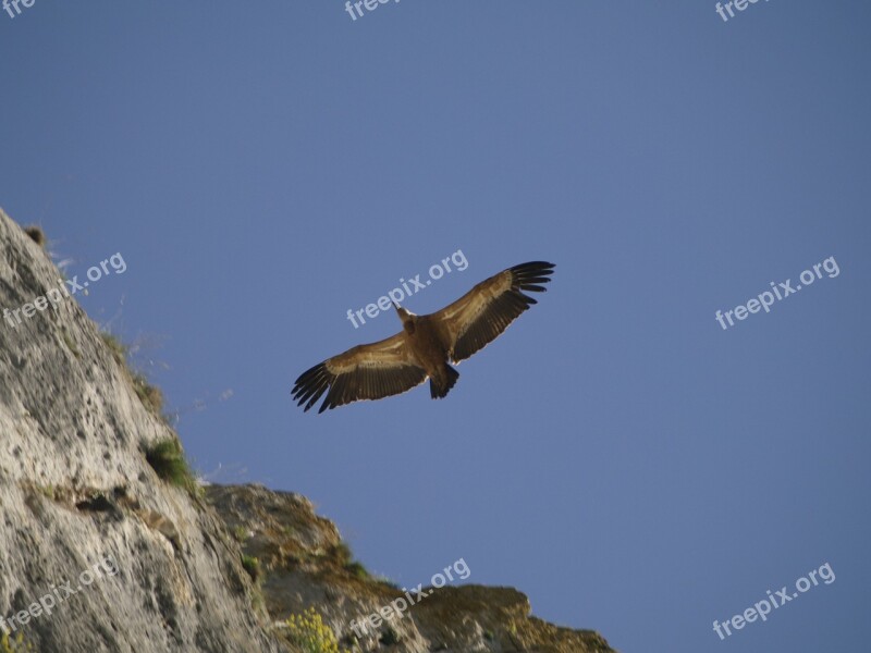 Vulture Bird Feathers Free Photos