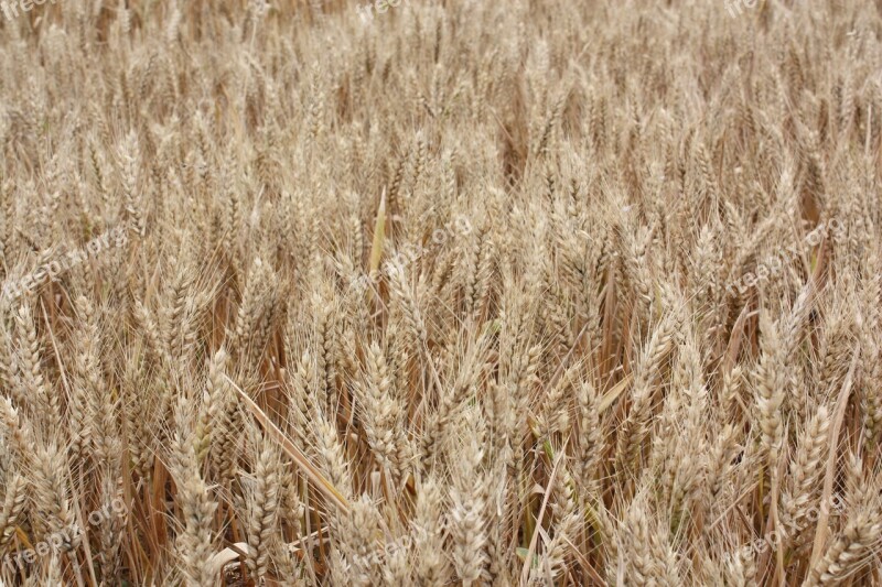 Background Images Wheat Barley Free Photos