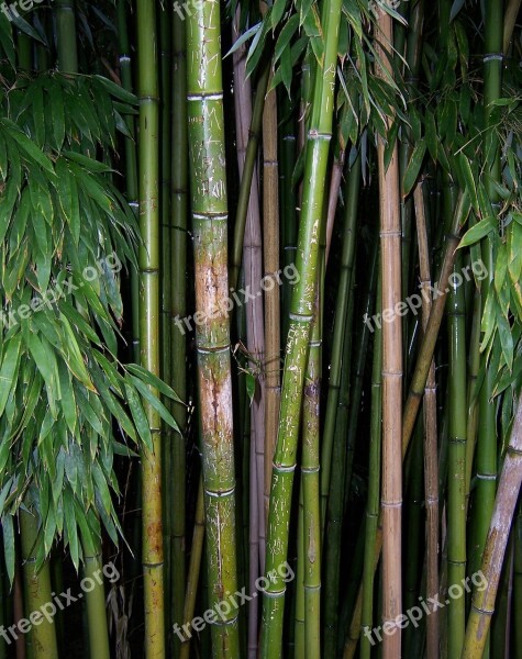 Bamboo Green Plant Sprout Stalk