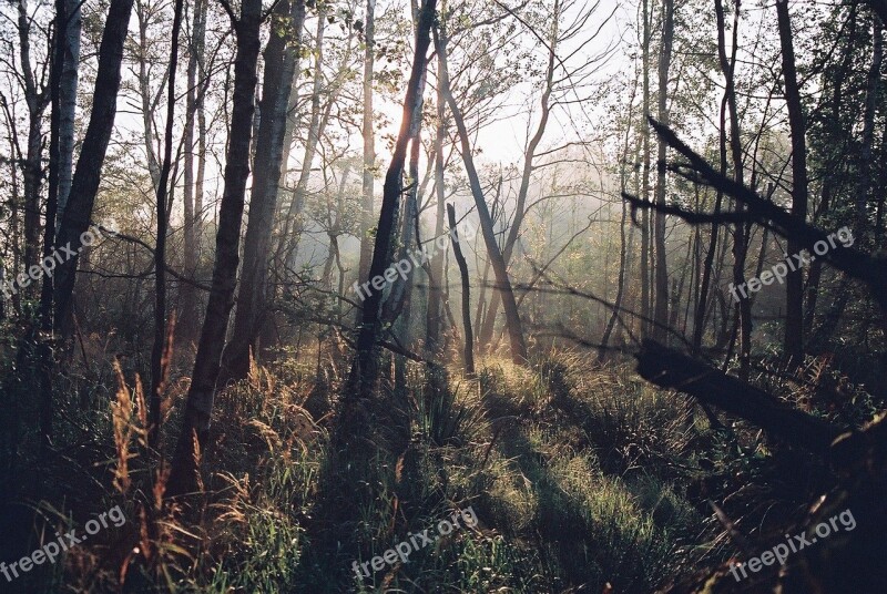 Forest Dawn Summer Tree Nature