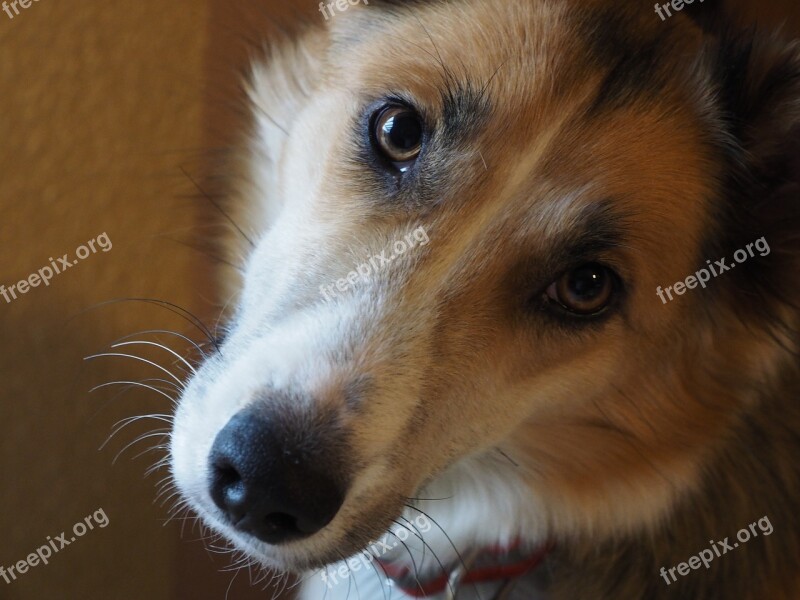 Dog Look Dog Snout Dog Pet Animal Portrait