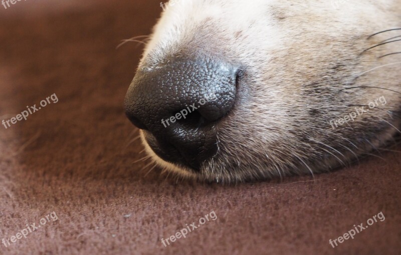 Dog's Nose Snout Pet Dog Animal