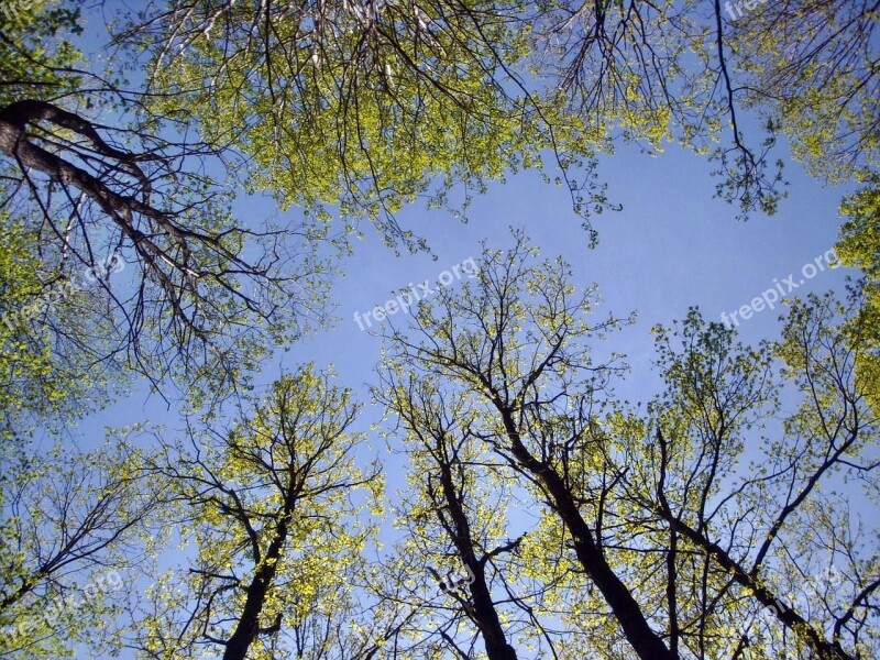 Nature Trees Sky Forest Krone