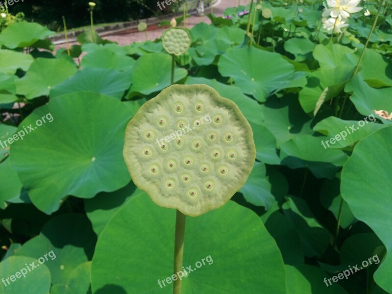 Lotus Flower Seeds Was Plant Nature