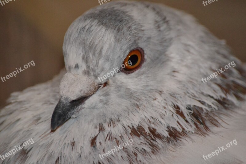 Dove Animals Birds Bird Pigeon Plumage