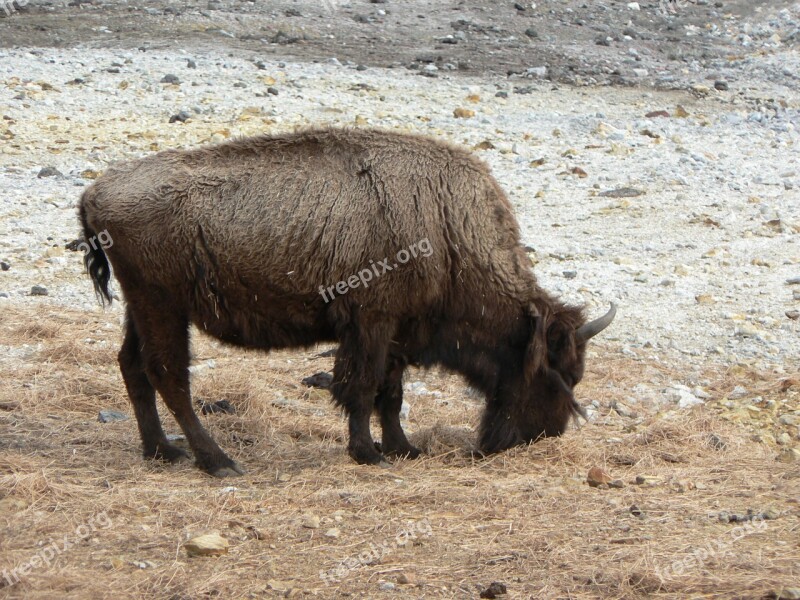 Bison Zoo Bovine Free Photos