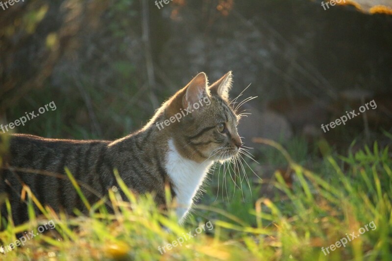 Cat Autumn Grass Evening Light Tiger Cat