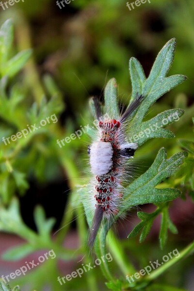 Animals Larva Worm Colorful Cute