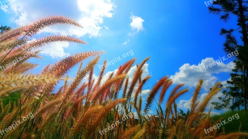 Blue Sky Grass Field Peaceful Clouds Nature