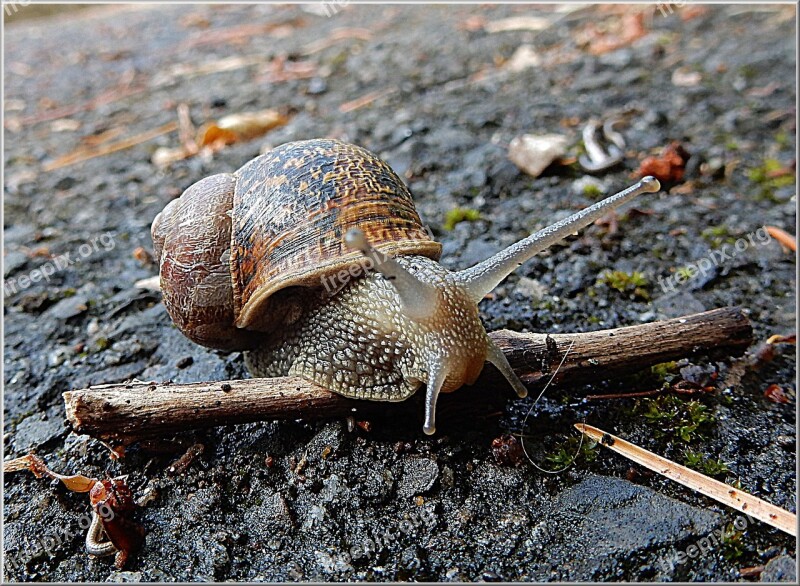 Snail Garden Pest Nature Gastropod