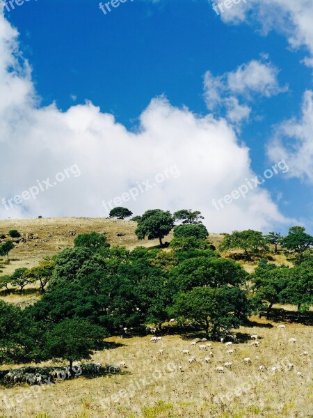 Sardinia Mountains Italy Sheep Pasture