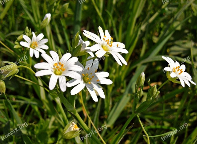 Nature Green Grass Flowers White Flowers