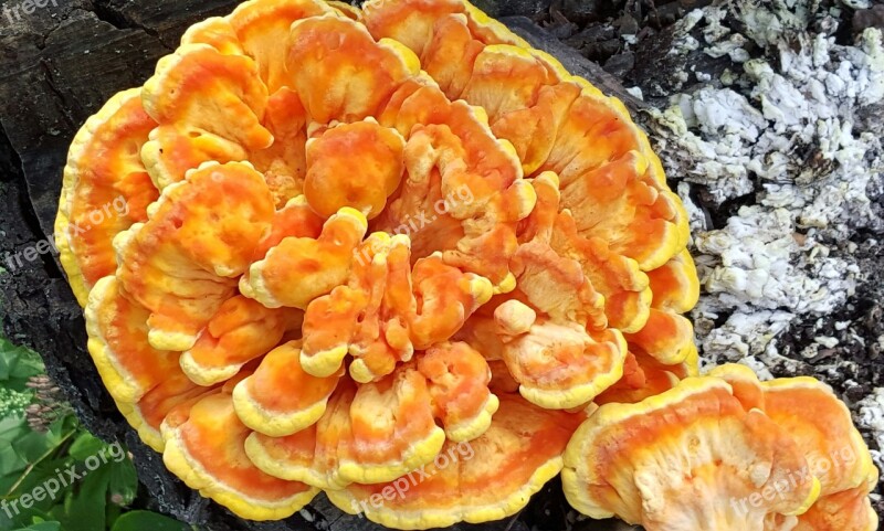 Mushroom Edible Laetiporus Orange Free Photos