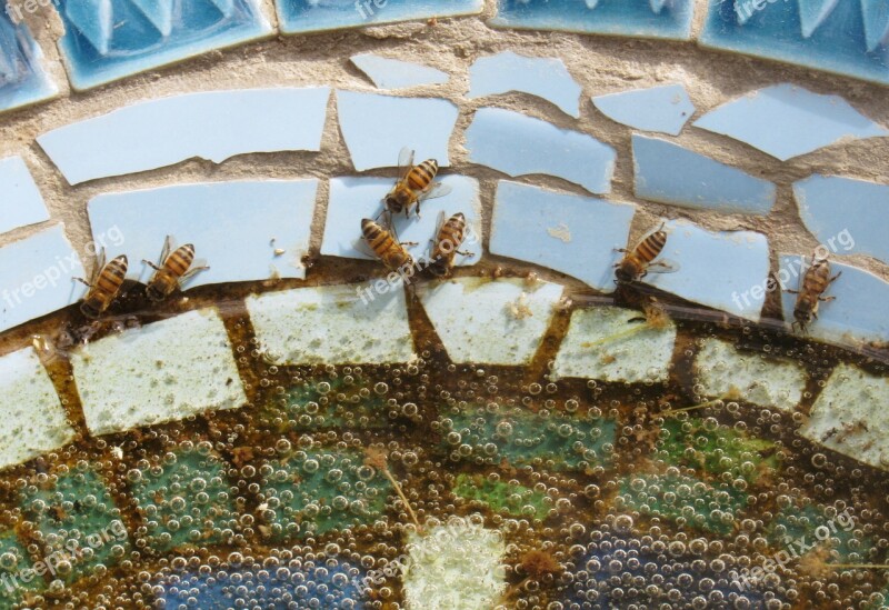 Bees Drink Water Pond Mosaic