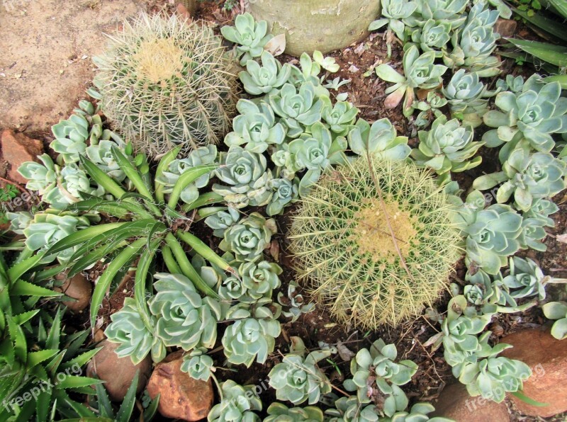 Succulent Plant Cactus Green Rock