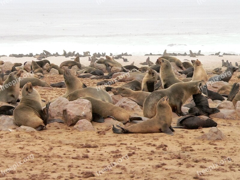 Crawl Group Sea Beach Seal Colony