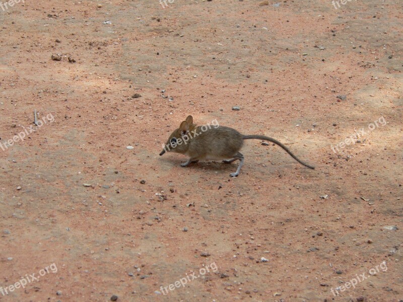 Mouse Elephant Mouse Africa Sand Free Photos