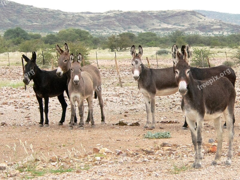 Donkey Group Flock Hoofed Animals Landscape