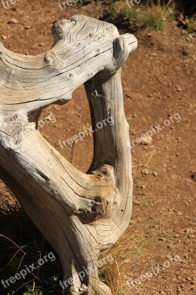 Root Wood Log Grain Gnarled