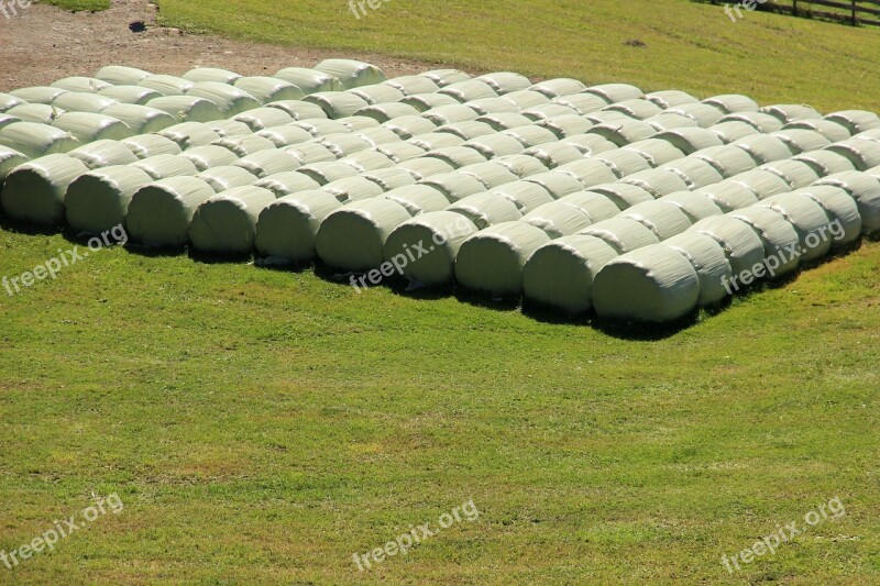 Hay Grass Mowed Meadow Green