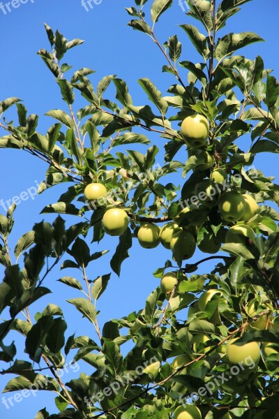 Apple Tree Fruit Apple Tree Green