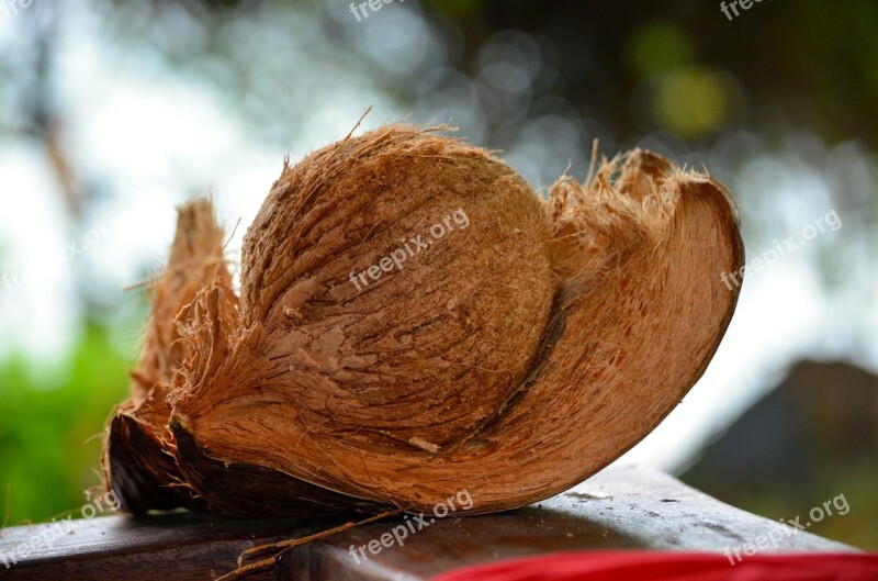 Coconut Paradis Thailand Free Photos