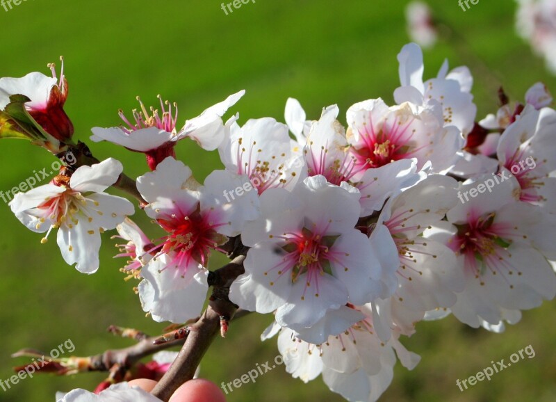 Almond Blossom Flower Nature Almond Blossom