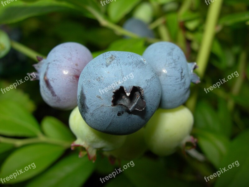 Blueberries Summer Nature Forest Free Photos