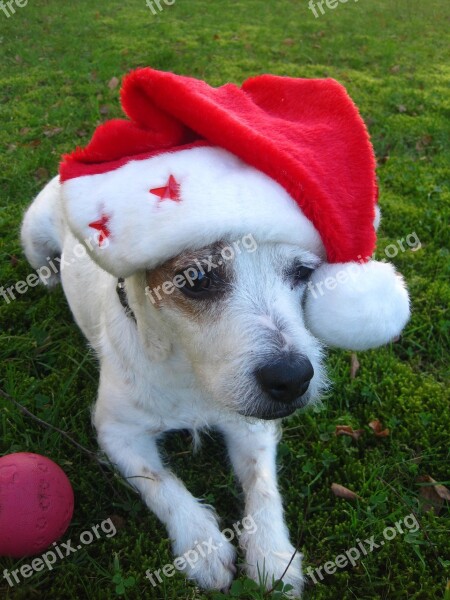 Merry Christmas Jack Russel Terrier Christmas Dog Santa Hat Red