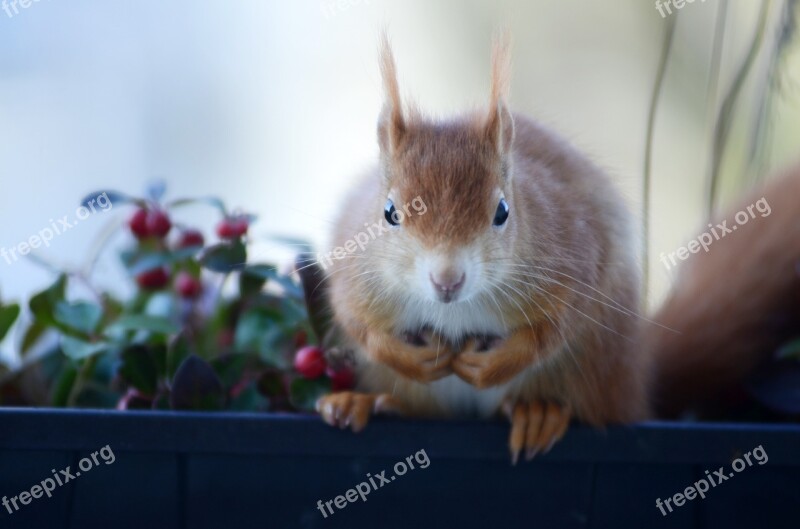 Squirrel Croissant Rodent Nager Cute