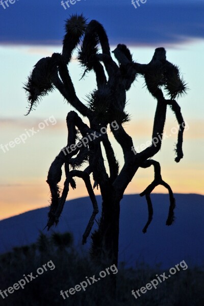 Joshua Trees Sunset Silhouettes Landscape Desert