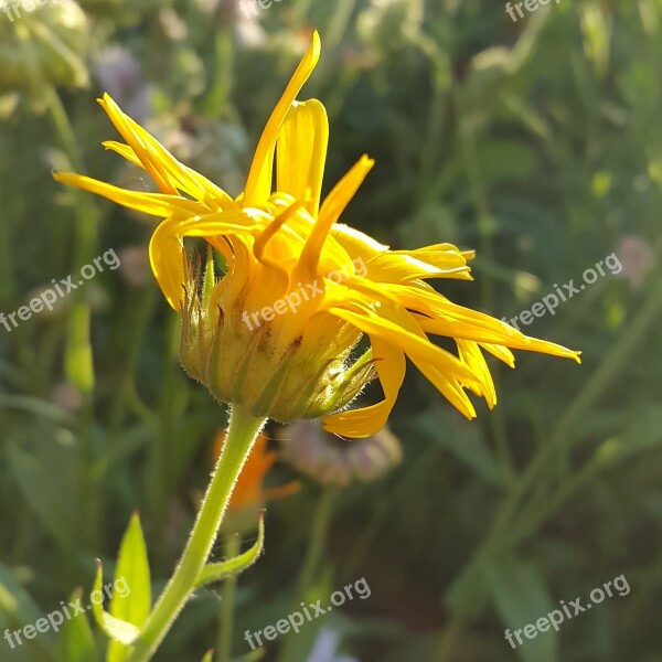 Flowers Summer Dacha Sun Withering