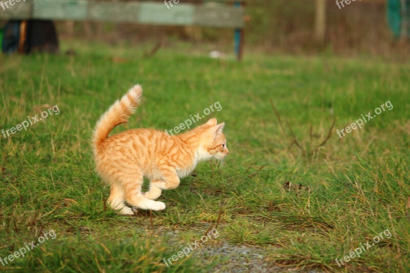 Kitten Red Mackerel Tabby Cat Baby Cat Autumn