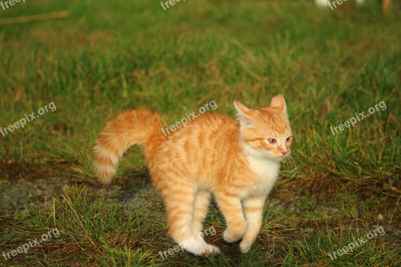 Kitten Red Mackerel Tabby Cat Baby Cat Autumn