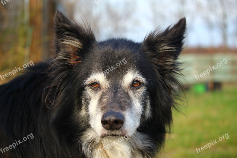 Dog Border Collie British Sheepdog Border Purebred Dog