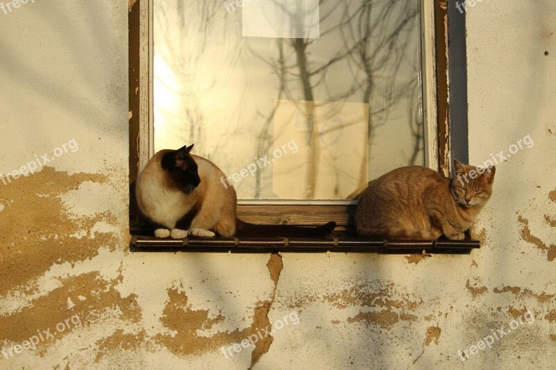 Cat Window Autumn Sun Weathered Wall