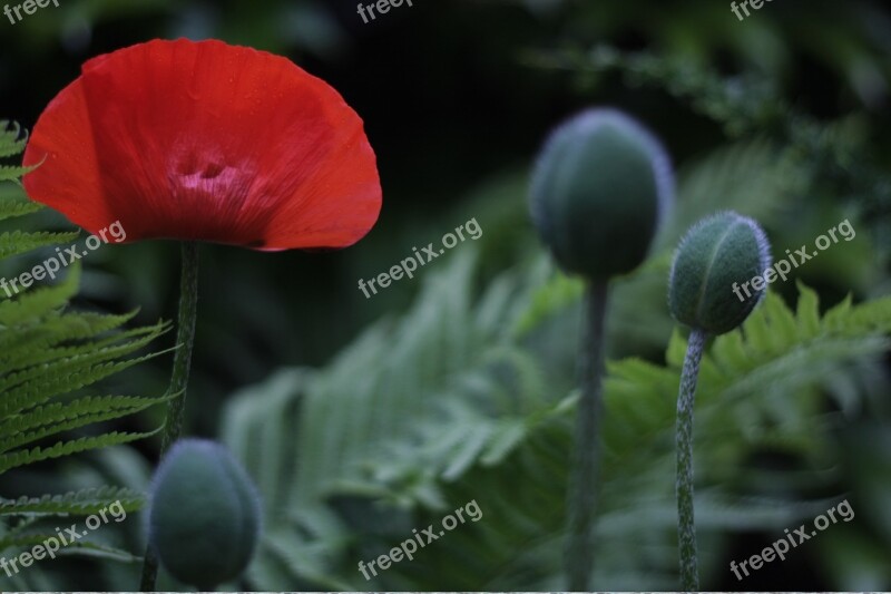 Poppy Flower Plant Nature Red