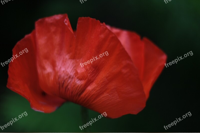 Poppy Flower Plant Nature Red