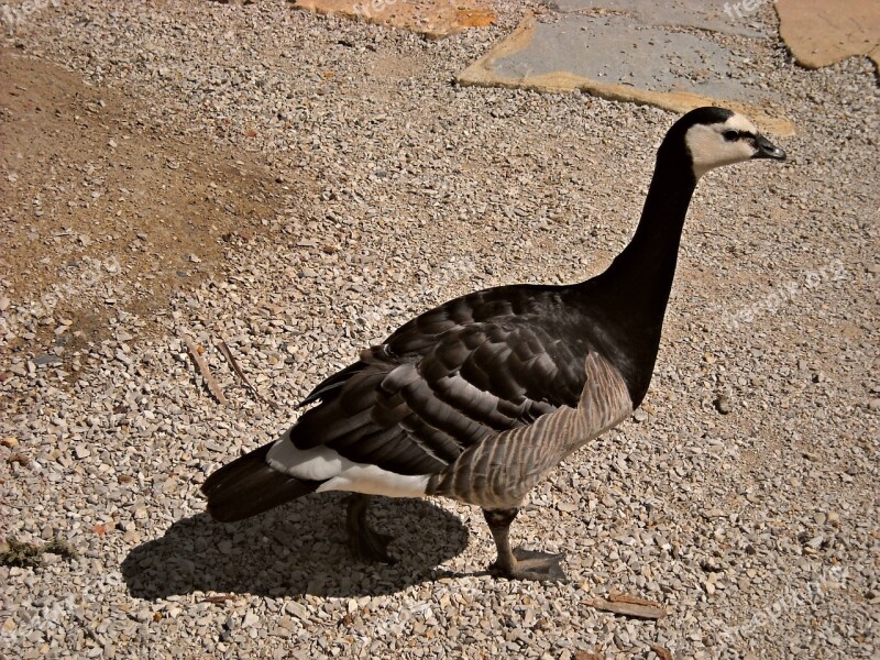 Animals Ducks Water Birds Nature Geese