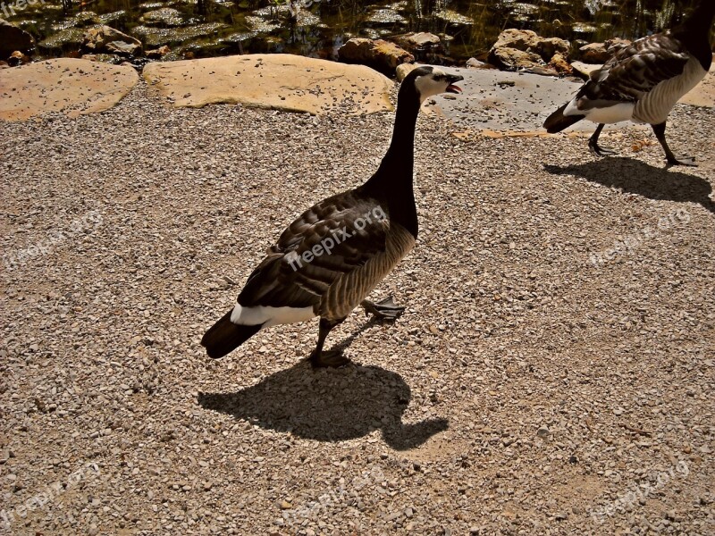 Animals Nature Ducks Geese Water Birds