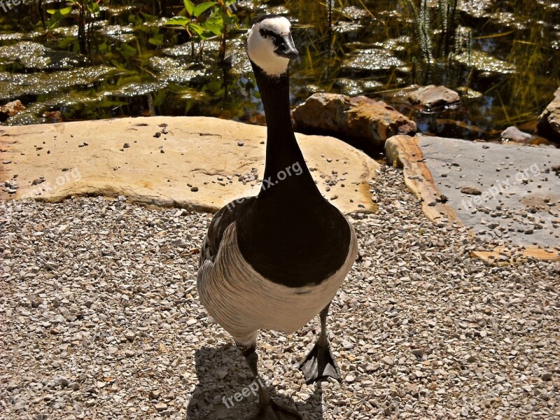 Nature Animals Ducks Geese Water Birds