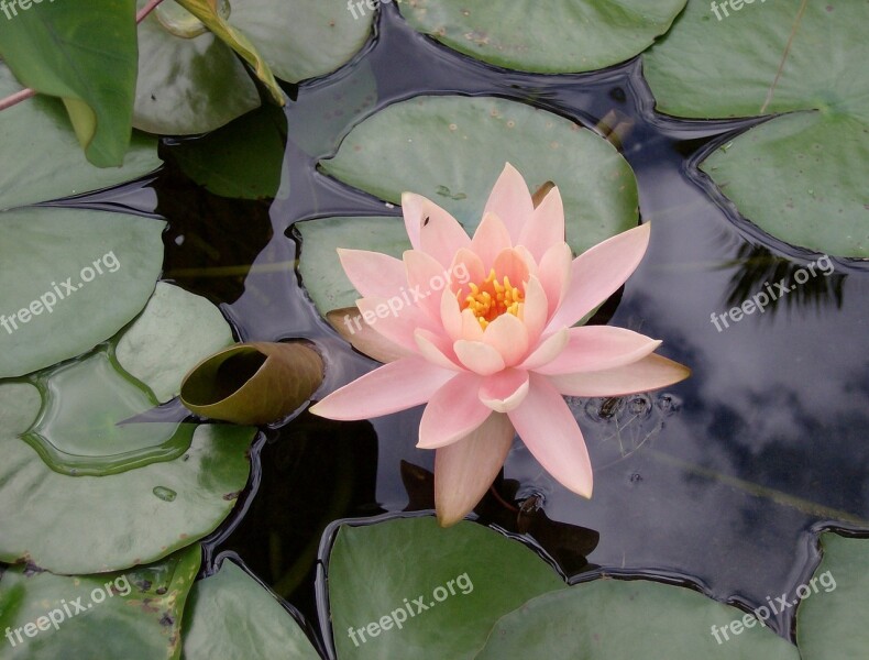 Pink Lily Purple Water Lily Flower Plant Free Photos