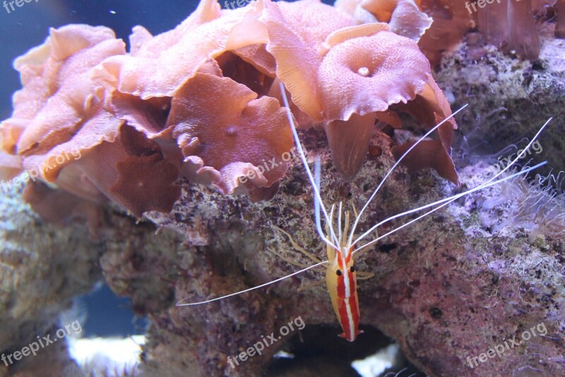 Aquarium Shrimp Zoo Tropical Prawn