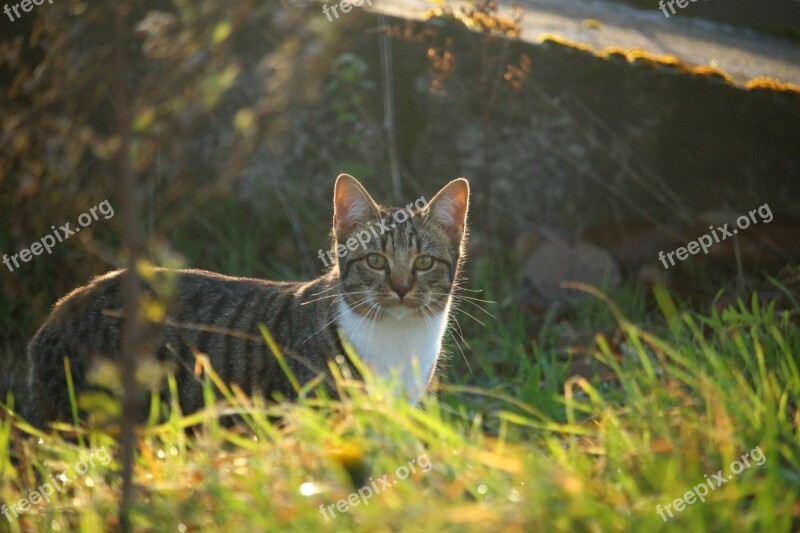 Cat Mackerel Autumn Stone Wall Grass