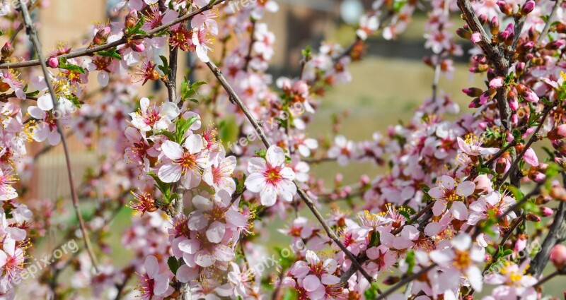 Sakura Flower Cherry Spring Blossom