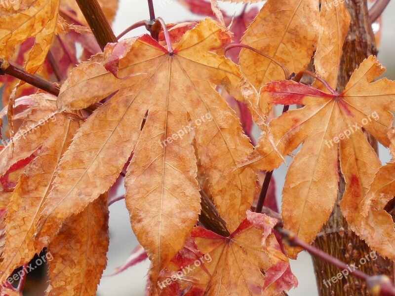 Autumn Leaves Japanese Maple Autumn Japanese Maple