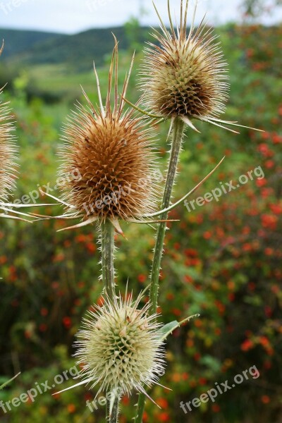 Field Weed Thistle Meadow Meadow Flower