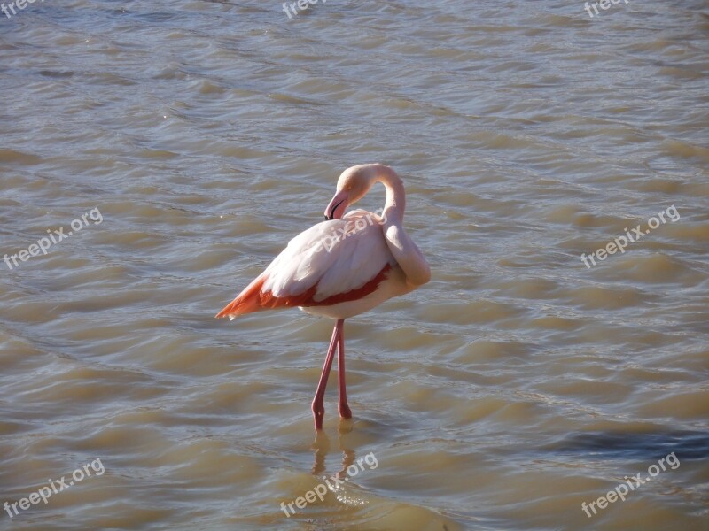 Camargue Animals Pink Flemish Free Photos