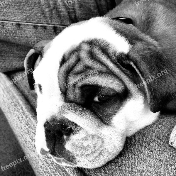 Bulldog Puppy Cute Amigo Free Photos