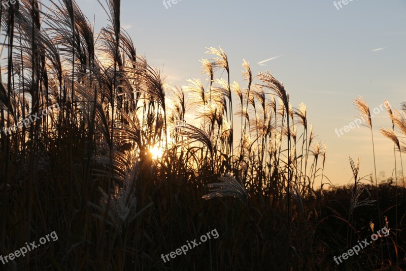 Reed Mood Grasses Dry Herbs